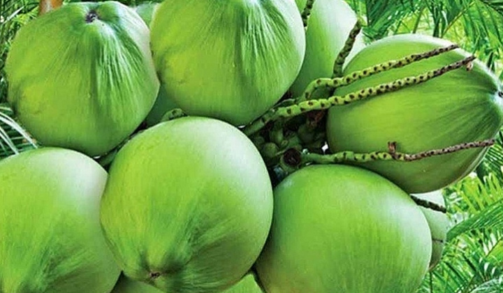 Giải pháp thúc đẩy Cwin Đăng Ký + 1888k trái dừa sang thị trường Châu Âu
