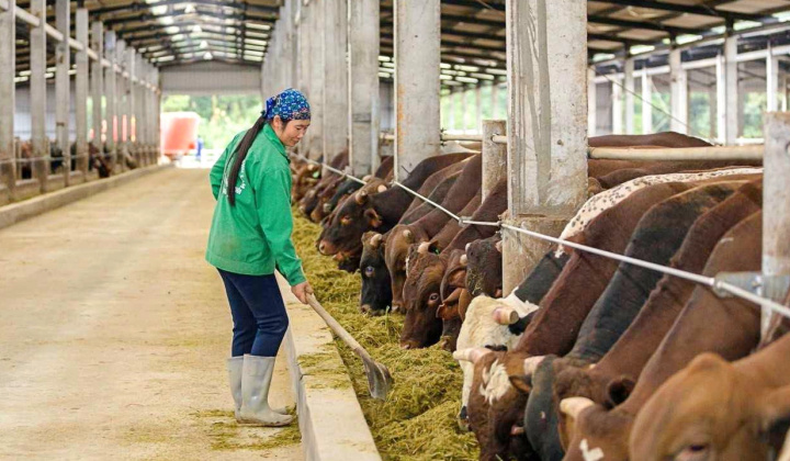 Vinamilk (VNM), HAGL Agrico (HNG) “chạy đua” giải bài toán Cwin com sòng bạc trực tuyến thịt bò của Việt Nam
