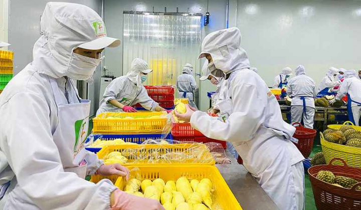 Sầu riêng đông lạnh chính thức được cấp phép Cwin Đăng Ký + 1888k sang Trung Quốc