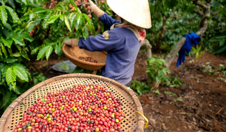 Giá cà phê hôm nay 10/9: Nông dân chú ý phòng bệnh cho cà phê mùa mưa bão