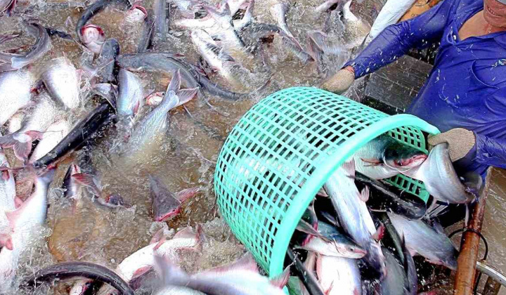 Thủy sản Vĩnh Hoàn (VHC) “độc chiếm” mảng cá tra fillet Việt Nam Cwin Đăng Ký + 1888k sang Mỹ