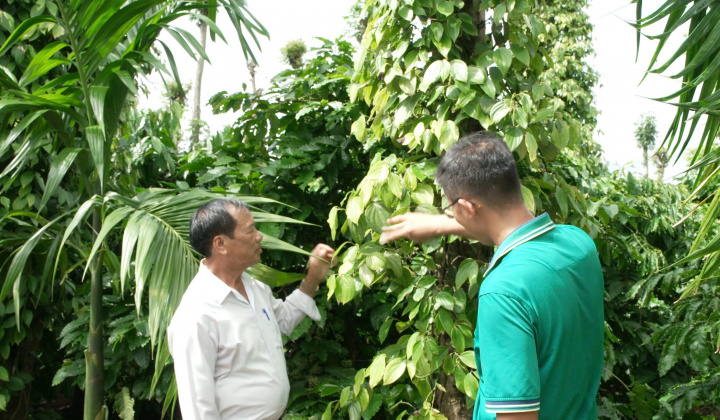 Khuyến nghị về quản lý sâu bệnh trên cây hồ tiêu khu vực Tây Nguyên vào mùa mưa