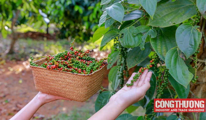 Giá tiêu hôm nay 4/9: Tiếp tục tăng mạnh sau kỳ nghỉ lễ Quốc khánh 02/9