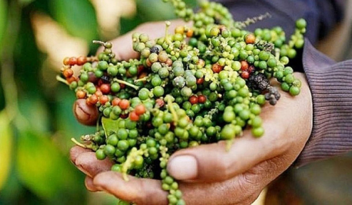Giá tiêu hôm nay 5/9: Tiếp tục tăng mạnh ngày thứ 6 liên tiếp