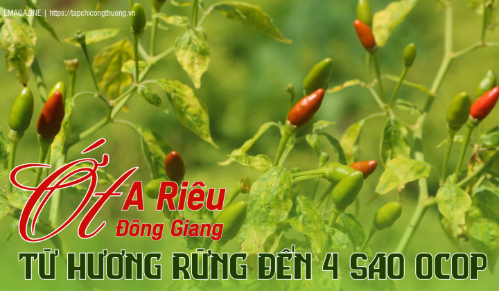 [eMagazine] Ớt A Riêu Đông Giang: Từ hương rừng đến 4 sao OCOP