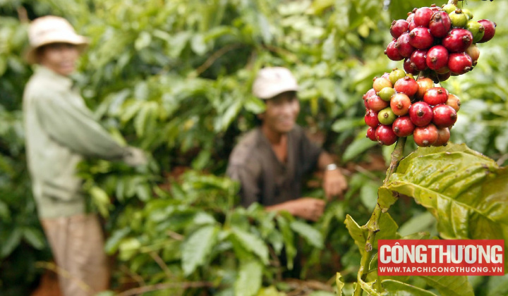 Giá cà phê hôm nay 18/11: Lo ngại thiếu hụt nguồn cung hỗ trợ giá bật tăng trở lại