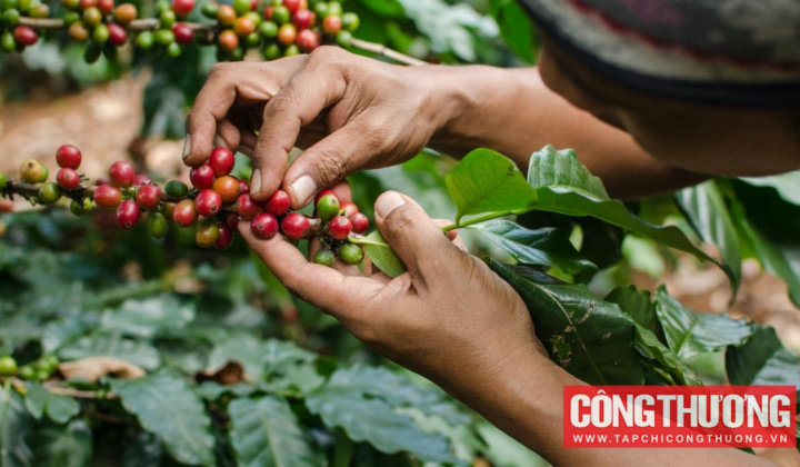 Giá cà phê hôm nay 19/11: Trong nước tiến sát ngưỡng 115.000 đồng/kg