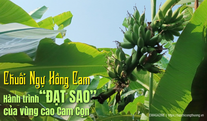 [eMagazine] Chuối Ngự Hồng Cam  -  Hành trình “đạt sao” của vùng cao Cam Cọn