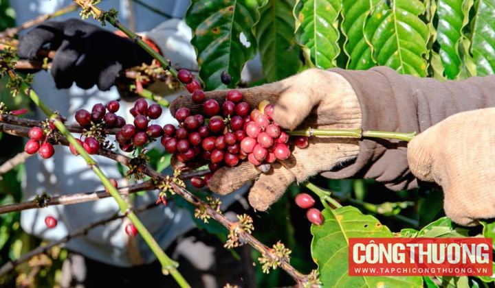 Giá cà phê hôm nay 15/5: Tăng mạnh, cà phê có thể đem về 7 tỷ USD trong năm nay