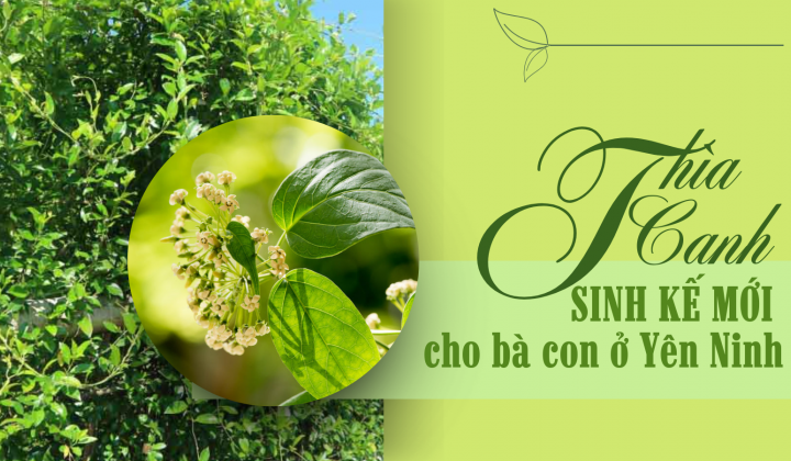 Thìa Canh - Sinh kế mới cho đồng bào dân tộc thiểu số