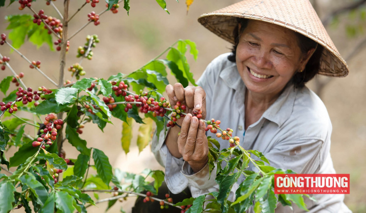 Giá cà phê hôm nay 30/6: Giá ổn định, dự báo khó tăng mạnh trong tuần đầu tháng 7