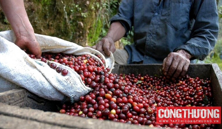 Giá cà phê hôm nay 9/6: Giá lên 9.000USD/tấn, "bầu" Đức muốn trồng hàng nghìn ha cà phê