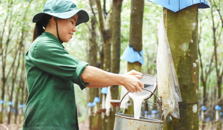Cao su Việt Nam (GVR): Hưởng lợi kép từ giá cao su neo cao và phát triển khu Cwin là sân chơi cá cược trực tuyến tại Việt Nam