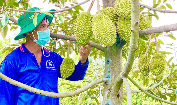 Đa Mi - La Dạ: Khi “tiểu Vịnh Hạ Long” gặp mùa vàng sầu riêng