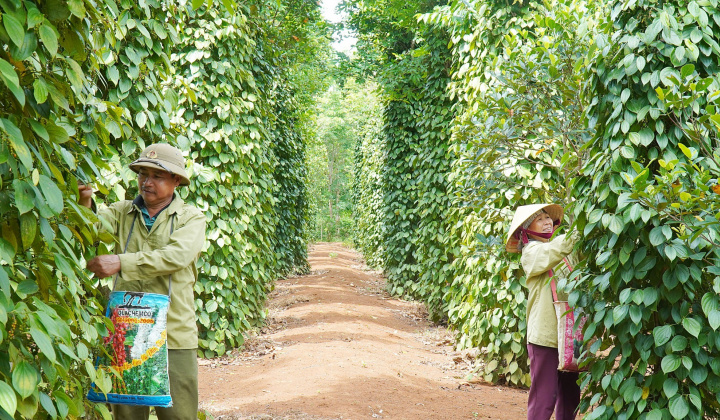 Giá tiêu hôm nay 20/8: Cwin com sòng bạc trực tuyến của Việt Nam liệu sẽ "bùng nổ" trong nửa cuối năm?