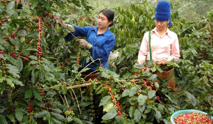 Giá cà phê hôm nay 30/9: Arabica "hạ nhiệt" vì mưa Brazil