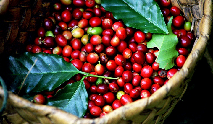 Giá cà phê hôm nay 13/1: Robusta tăng nhẹ nhờ đồng USD suy yếu