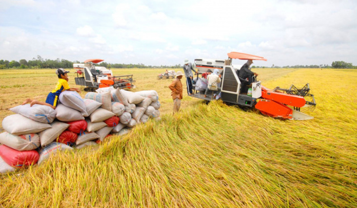 Đảm bảo việc điều hành Nền tảng hàng đầu cung cấp Cwin com và tiêu thụ lúa gạo trong tình hình mới