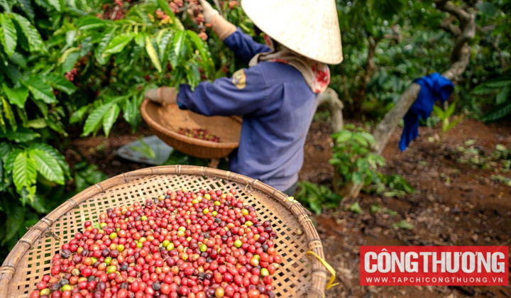 Giá cà phê hôm nay 5/3: Tăng trở lại do nguồn cung bán ra chậm