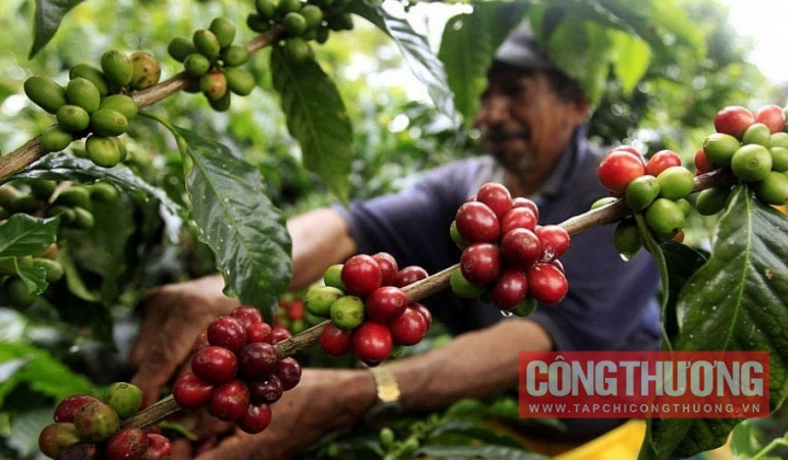 Giá cà phê hôm nay 16/4: Robusta lập đỉnh mới