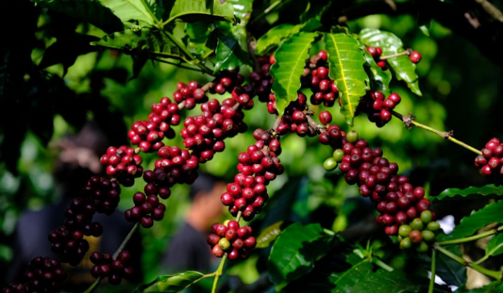 Giá cà phê hôm nay 11/5: Robusta tăng nhẹ, arabica chịu áp lực dư cung