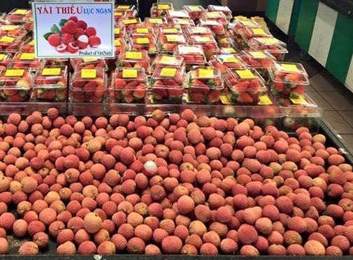 Lục Ngạn – Bắc Giang: Dán tem  “Vải thiều đã được kiểm dịch”