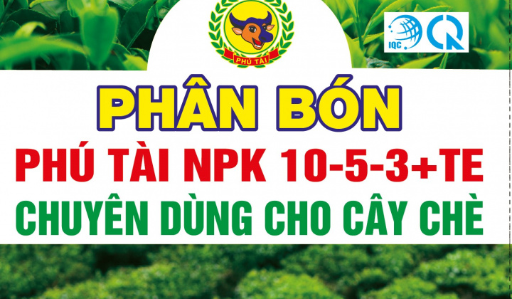 Phân bón Phú Tài nỗ lực tìm những công thức phân bón mới cho cây chè