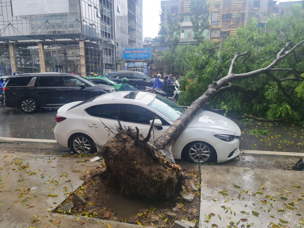 cây đổ vào xe