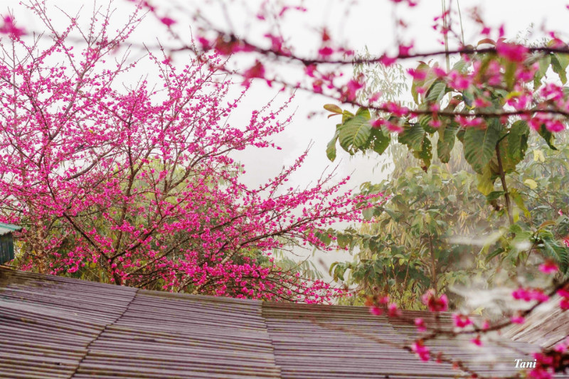 hoa anh đào