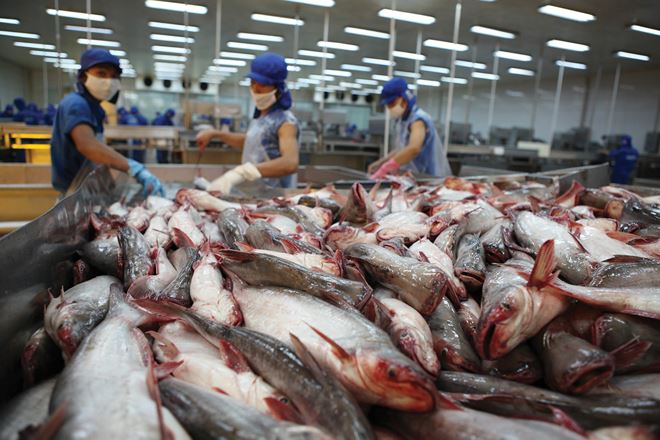 cá tra đạt 2,2 tỷ usd