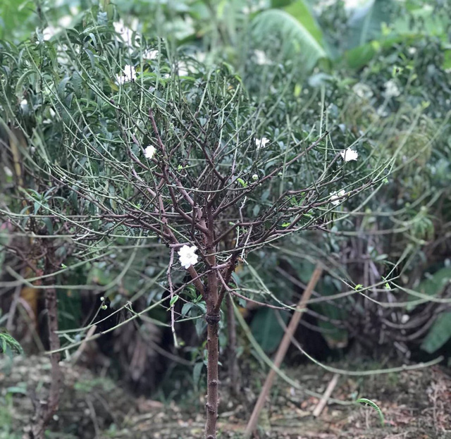 bach dao