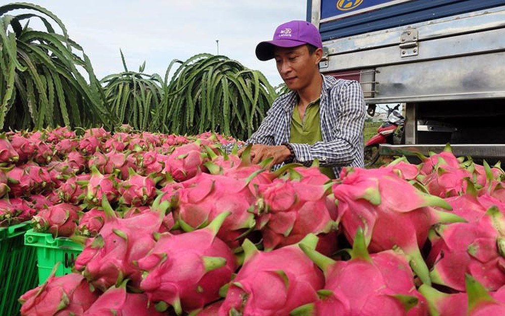 Thanh long chính vụ đạt gia cao