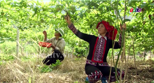 Thu hoạch chanh leo ở huyện Bảo Thắng, Lào Cai
