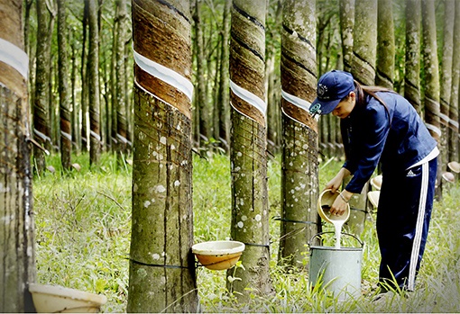  Cwin Đăng Ký + 1888k cao su tăng đều cả lượng và giá trị