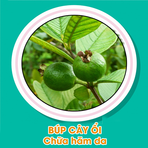 Búp cây ổi chữa hăm da