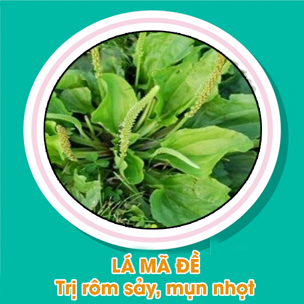 Lá mã đề trị rôm sảy, mụn nhọt 