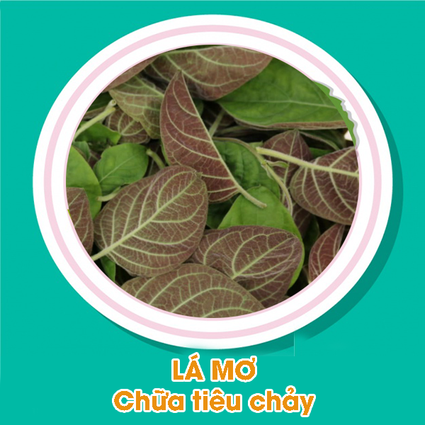 Lá mơ chữa tiêu chảy