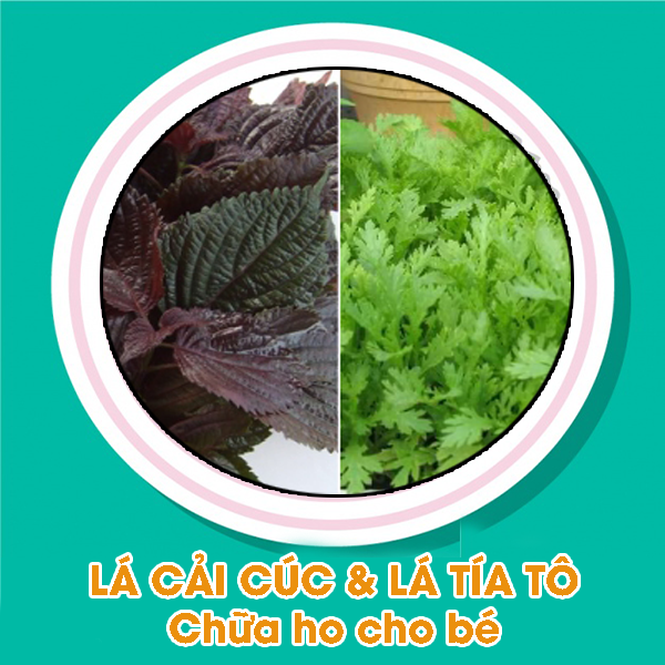 Lá cải cúc và lá tía tô chữa ho cho bé