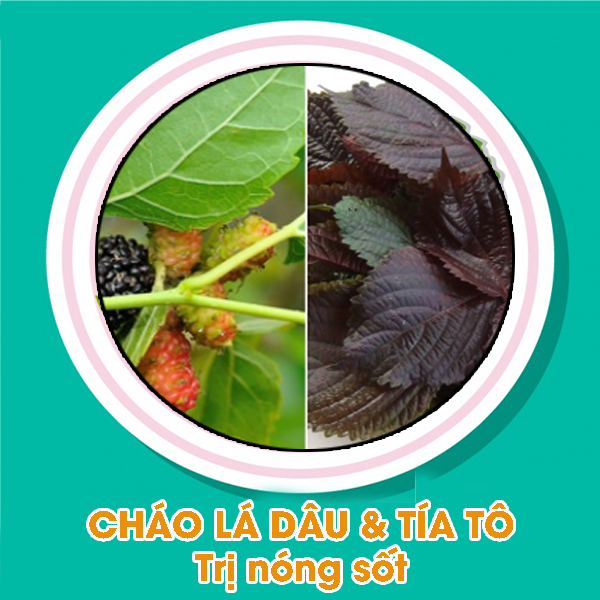 Cháo lá dâu và tía tô trị nóng sốt