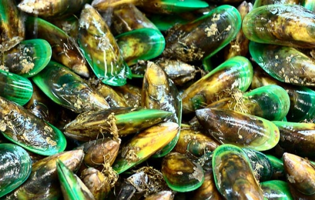 vẹm xanh