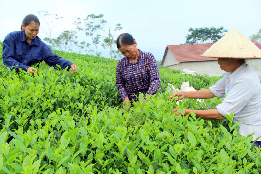 Nông dân trồng chè đôi khi chưa biết chọn đúng loại phân bón phù hợp cho canh tác