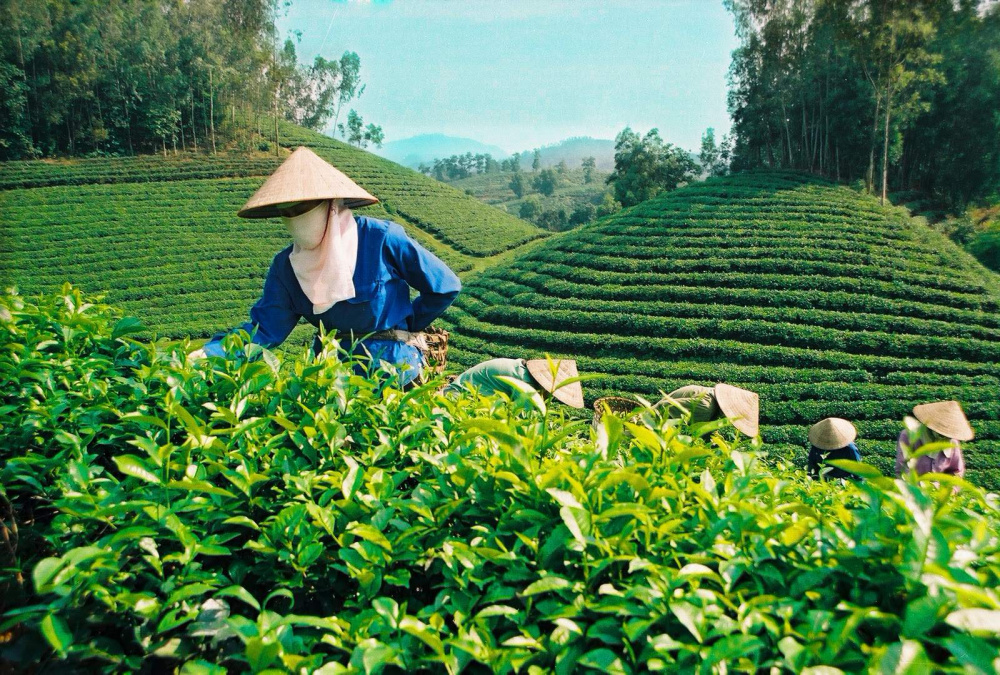 Phân lân Văn Điển nổi lên như một giải pháp "vàng" cho cây trồng 