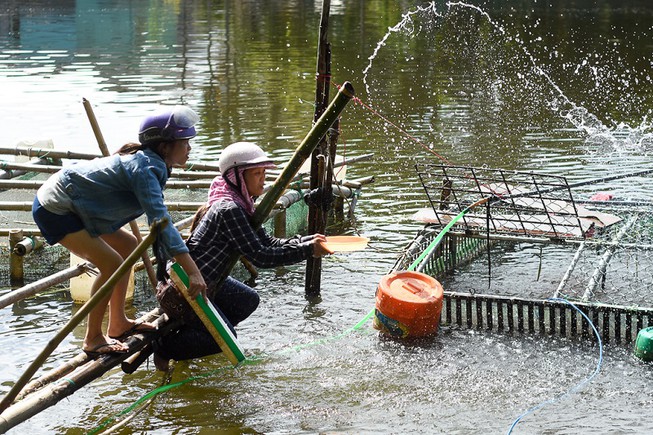 Nuôi cá lồng trên sông Bồ