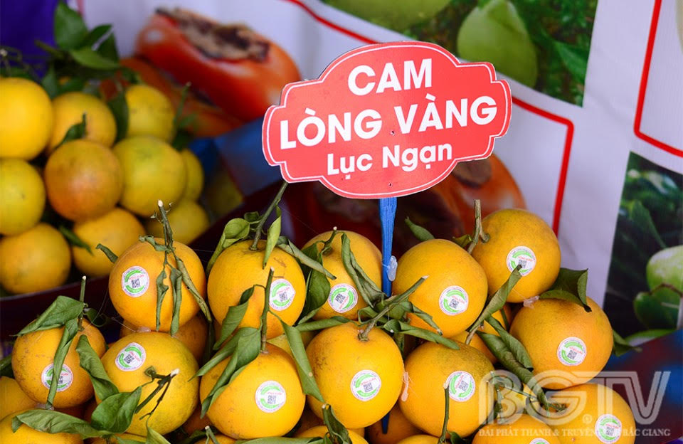 Đặc sản Cam Lòng vàng Lục Ngạn