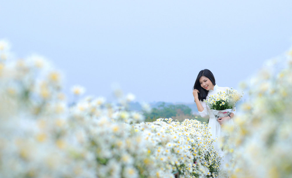 tranh thủ nắng đẹp lên vườn cúc họa mi "sống ảo" nào
