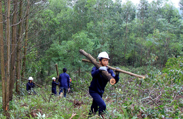 cần tăng cường tuyên truyền, phổ biến thông tin về Hiệp định VPA/FLEGT cho các đối tượng có liên quan (nhân dân, đặc biệt là các hộ gia đình trồng rừng
