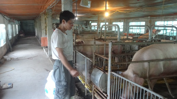 Hà Nam là tỉnh chăn nuôi lớn lớn nhất phía Bắc thì tổng đàn lợn trên địa bàn tỉnh năm 2019 cũng giảm hơn 20% so với năm 2018.