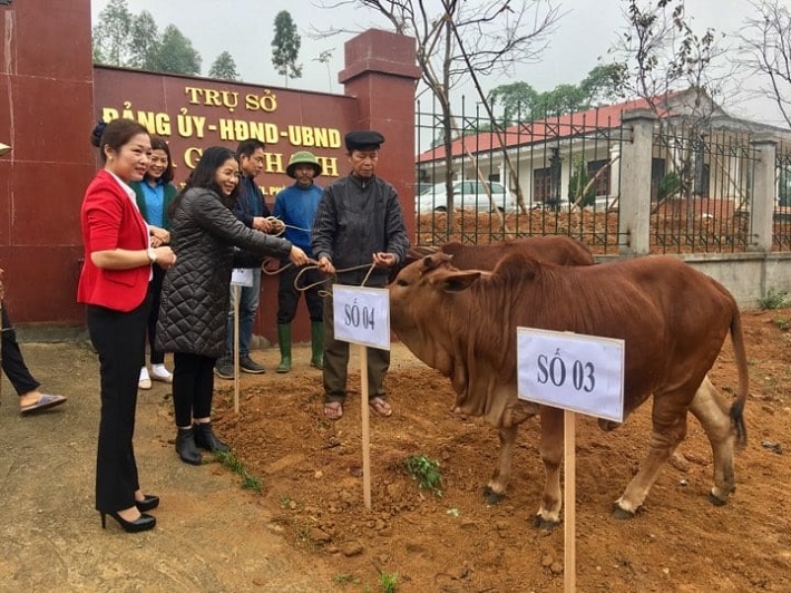  trao bò cho các hộ gia đình