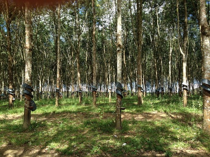 rừng trồng nguyên liệu giấy