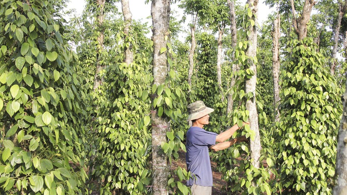 Việt Nam có khoảng 100.000 ha hồ tiêu cho thu hoạch